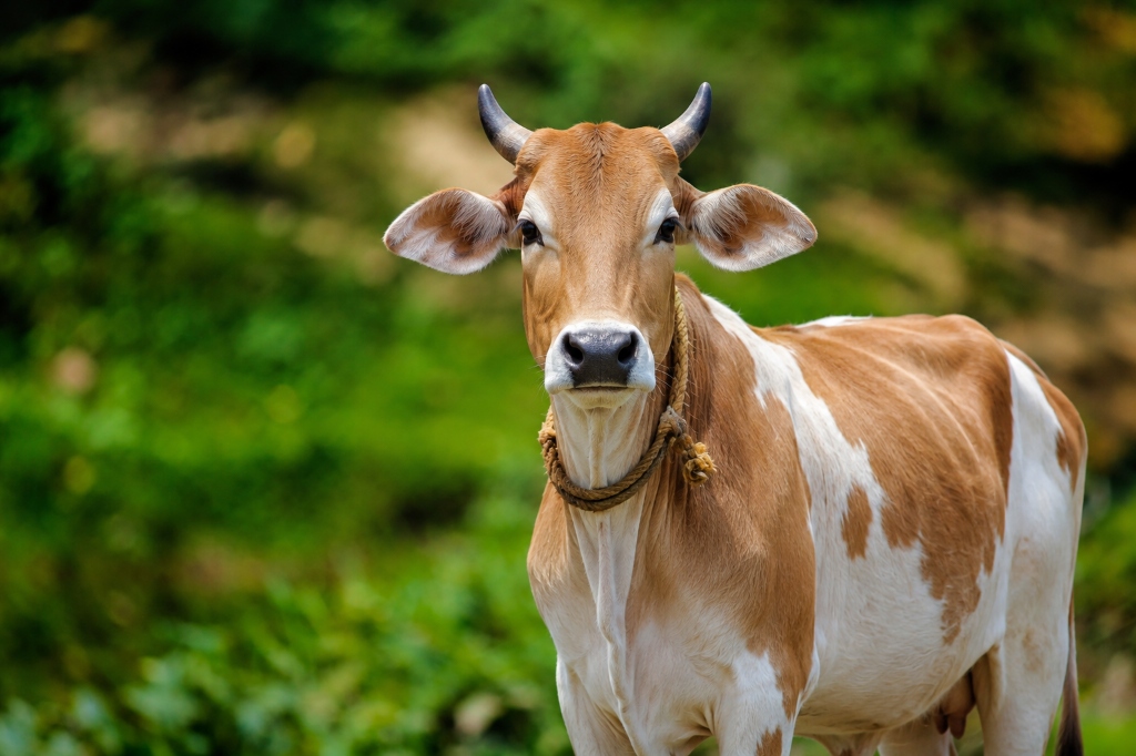 Optimizing Milk Yield During Summer Months in Tamil Nadu