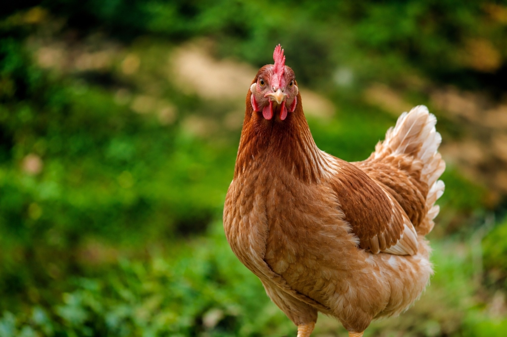 Understanding Aflatoxins in Poultry Feed